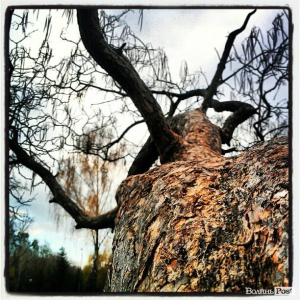 Дерево в луцькому парку @jankistein